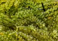 Sea grapes or green caviar Royalty Free Stock Photo